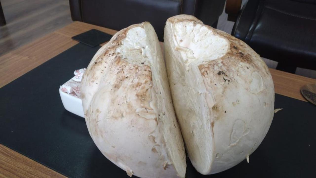 5 kilogramlık dev mantar ilgi odağı oldu