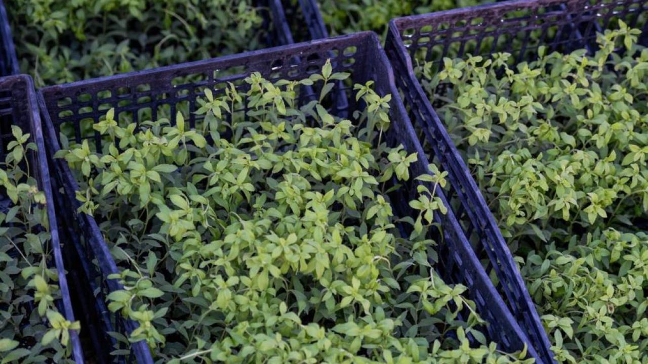 "Altın Tohumlar"da şekerden 300 kat tatlı stevia konuşuldu