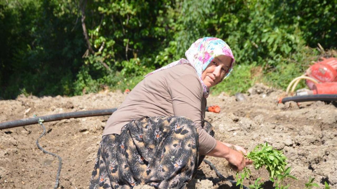 Ata tohumuyla üretilen 162 yıllık biberde "çimento" tehdidi