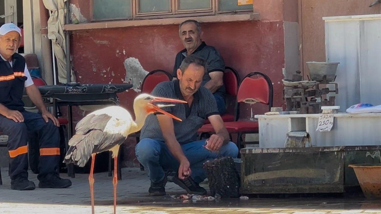 Bilal leylek ile balıkçı Ahmet, 10 yıldır kahvede buluşuyor