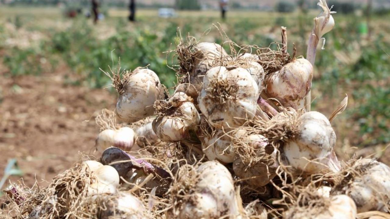 İspanya firması Aksaray'da organik sarımsak üretecek