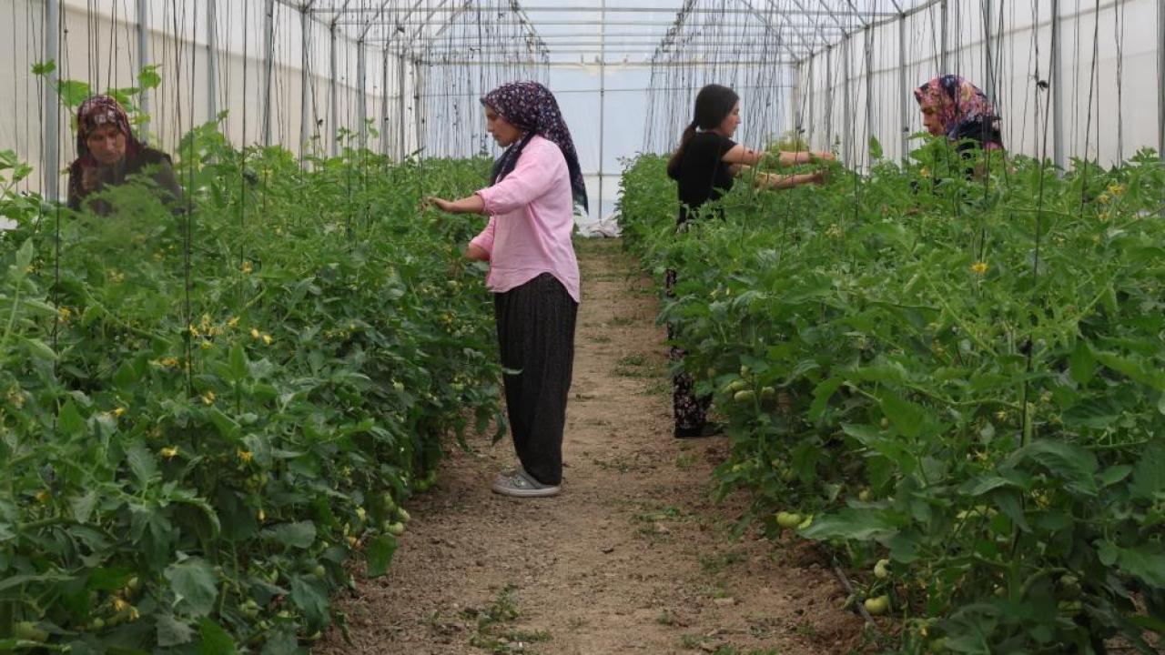 Kadınlar güçlerini birleştirdi tarımda başarı hikayesi yazdı