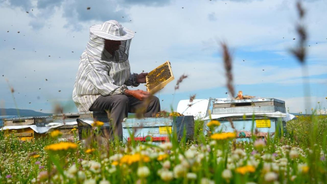 Muş Ovası'na 65 bin arılı kovanıyla 200 gezginci arıcı geldi