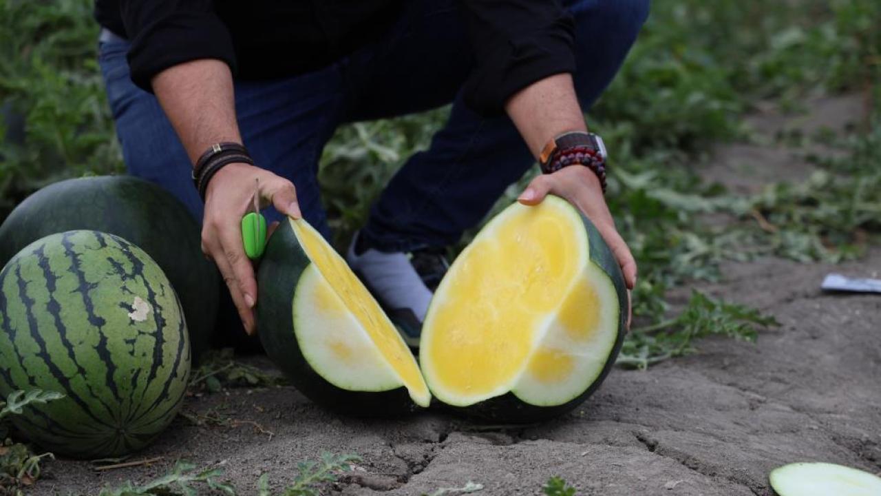 Sarı karpuz; kırmızısına göre verimi ve fiyatı daha yüksek