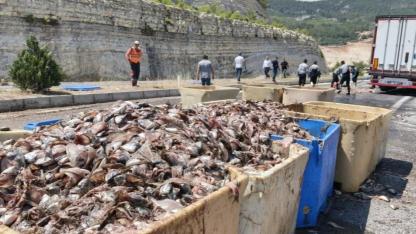 Silifke'de dorse patladı: Tonlarca balık atığı yola saçıldı
