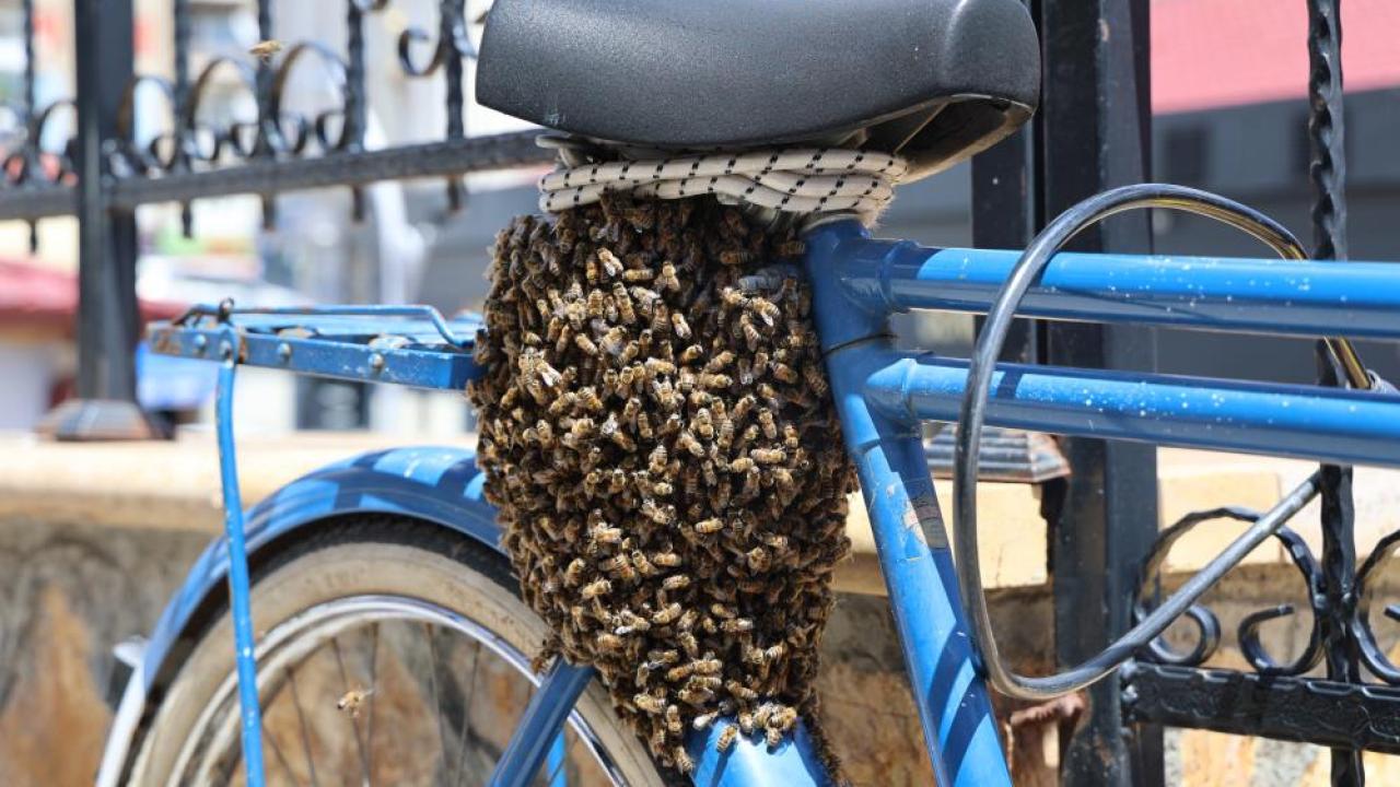 Oğul veren arılar bu kez bisikleti mesken tuttu