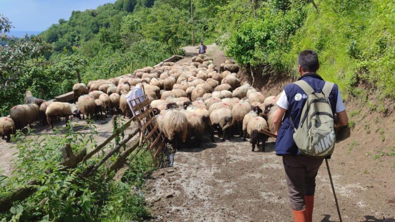 Sürüsüyle 7 gün sürecek yayla göçüne helallik alarak başladı