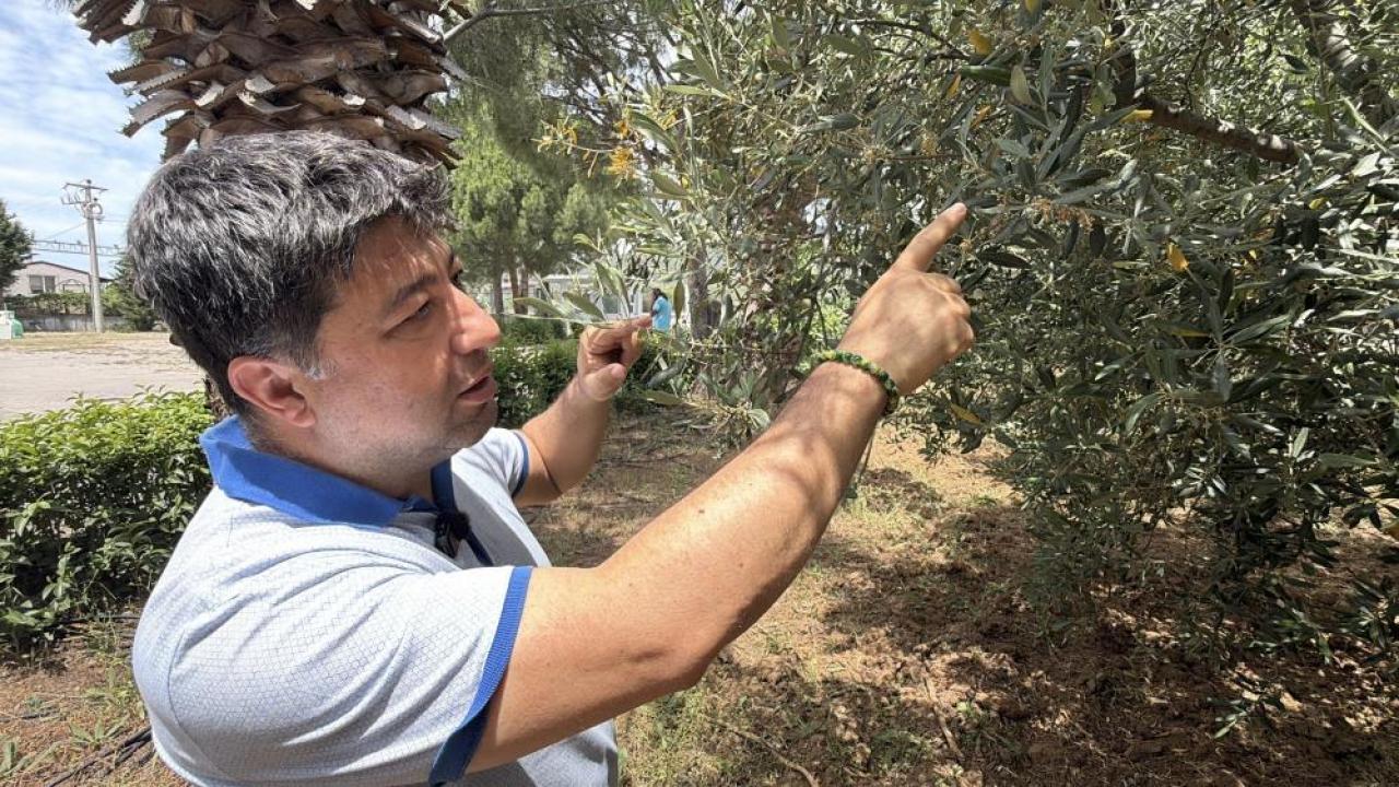 Zeytin üreticisine El Nino rüzgarları uyarısı