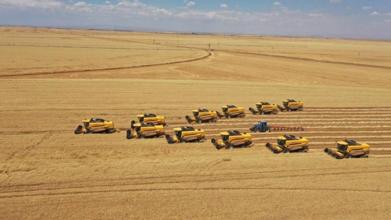 "En büyük"te 238 biçerdöver ve 136 kamyonla hasat sürüyor