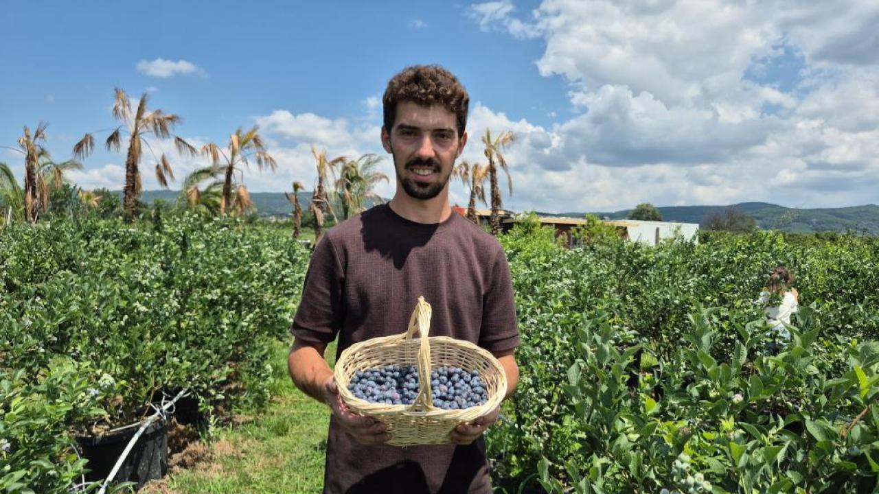 Fındığa alternatif buldu; 60 dönümde yaban mersini üretiyor