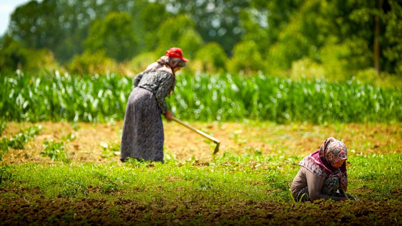 Kocaeli Büyükşehir'den tarıma 1,5 milyar liralık dev yatırım