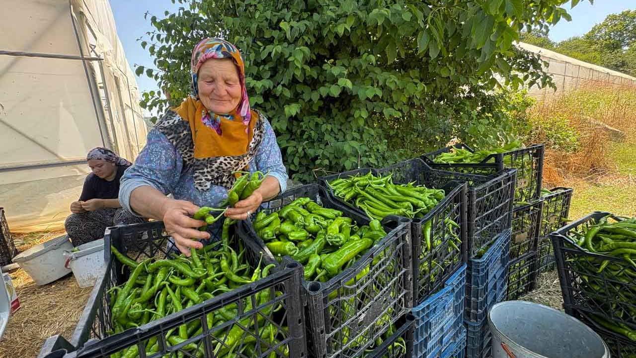 Kocaeli'de hibeli seralarda hasat başladı; verim güzel