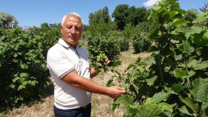 Ordulu arkadaşları önerdi Yozgat'ta fındık bahçesi kurdu