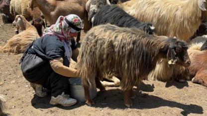 Armutlu Yaylası'na gölgelik ve soğutma sistemi kurulacak