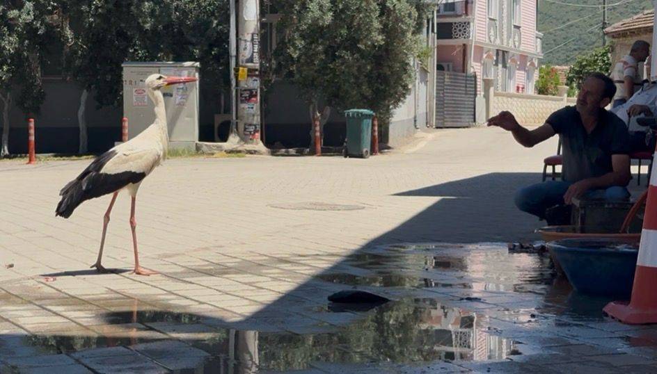 Bilal leylek ile balıkçı Ahmet, 10 yıldır kahvede buluşuyor