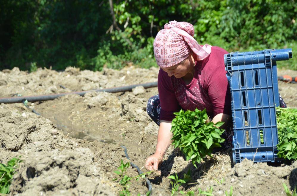 Ata tohumuyla üretilen 162 yıllık biberde