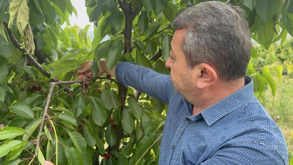 Yağışları arıları durdurdu: Tozlaşma ve döllenme yetersiz