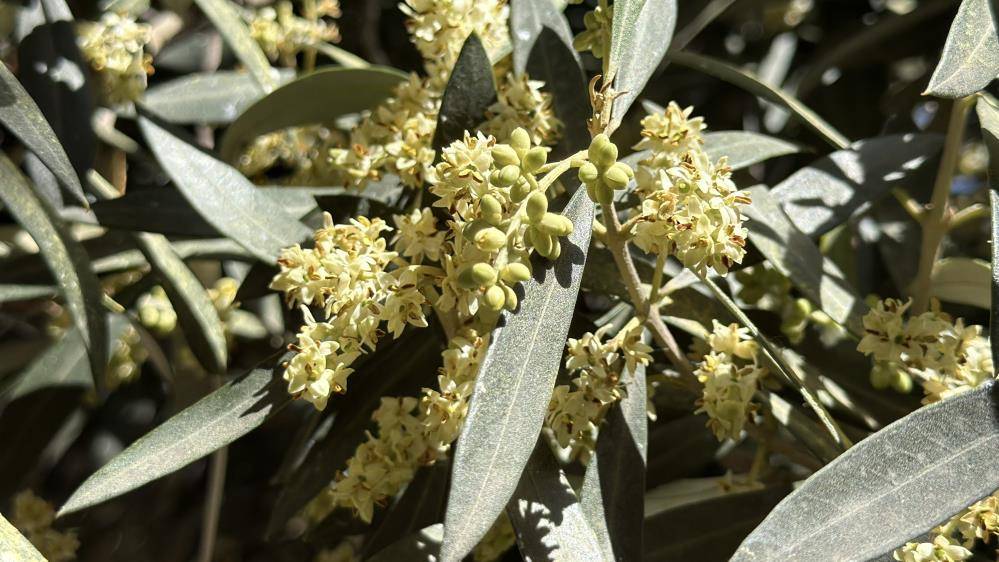 Zeytin üreticisine El Nino rüzgarları uyarısı