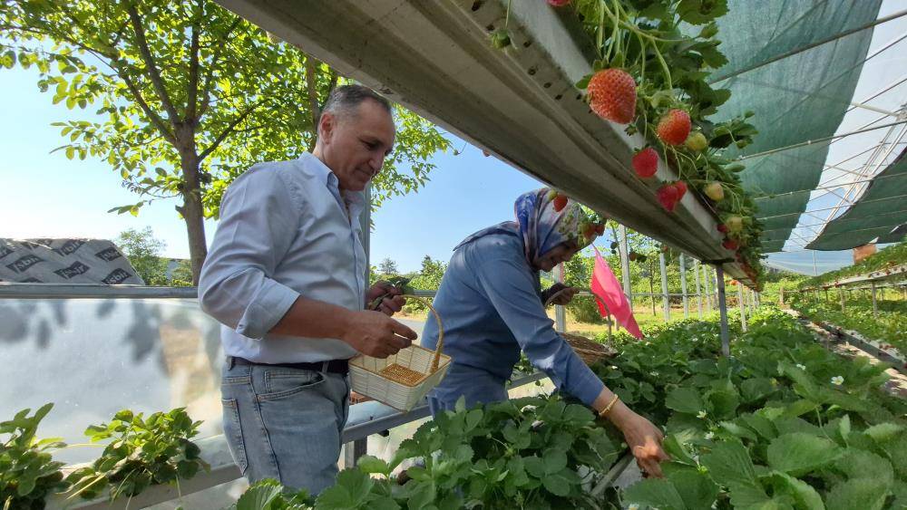 Hindistan cevizi kabuğuyla üretilen çilekte bir kilo sınırı
