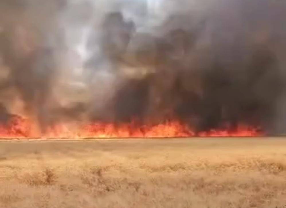 Harran'da buğday tarlası alevlere teslim oldu