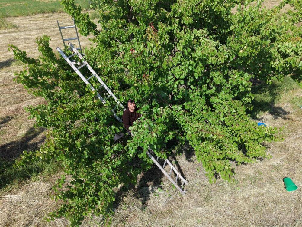 Rusya ve Ukrayna'nın sevdiği kayısıda hasat başladı
