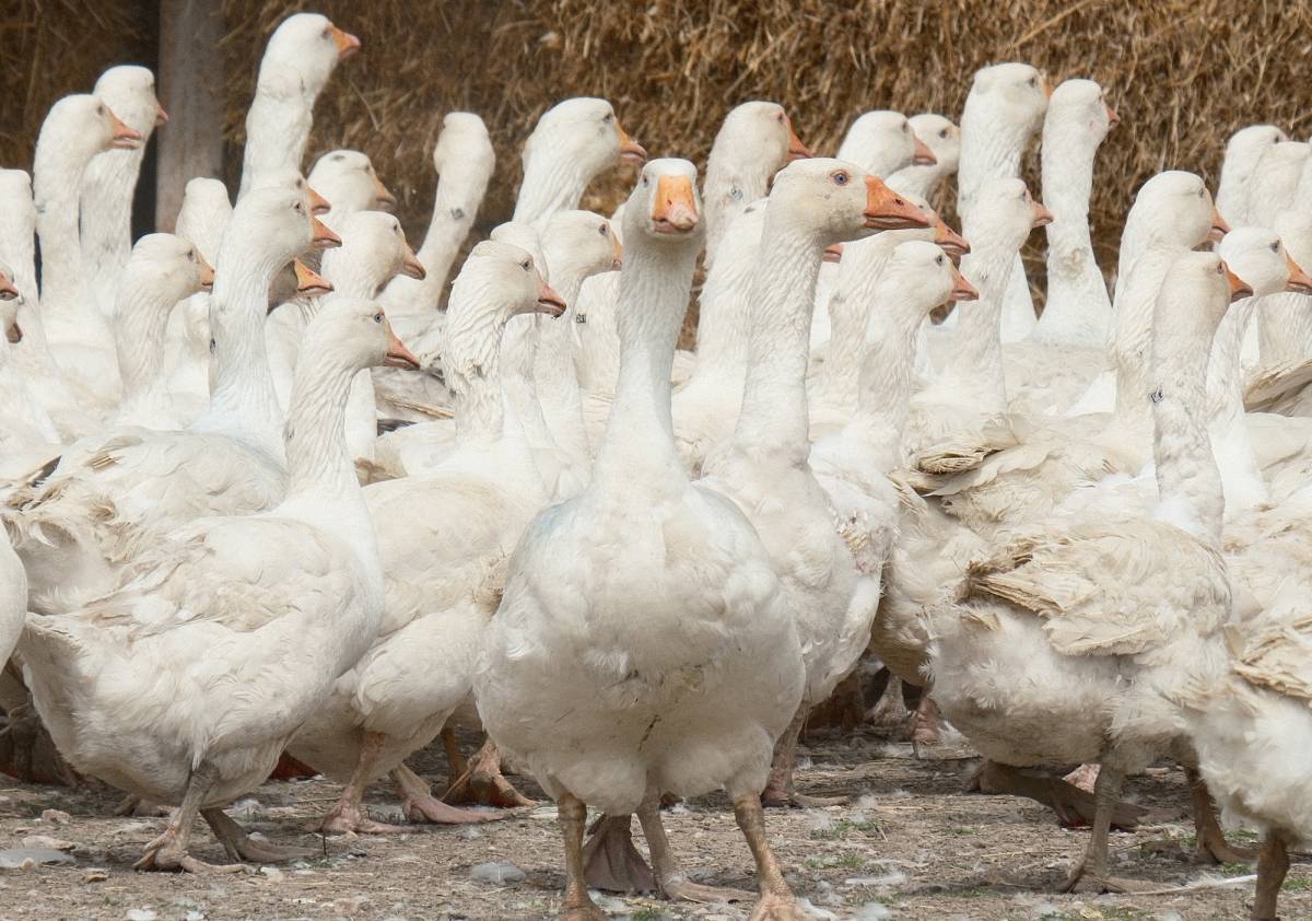 Tarımda üretici fiyatları yıllık yüzde 43 arttı
