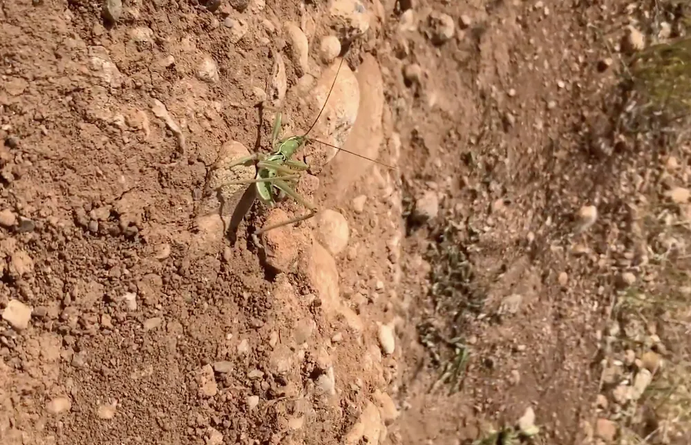 Nemrut'ta 135 çekirgeyle yakalandılar 2 milyon ceza yediler