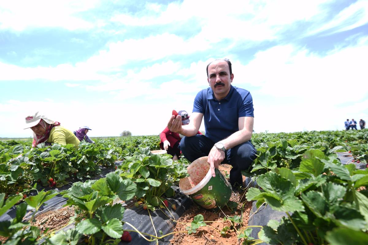 Konya, Büyükşehir'in desteğiyle çilekte başarı öyküsü yazdı
