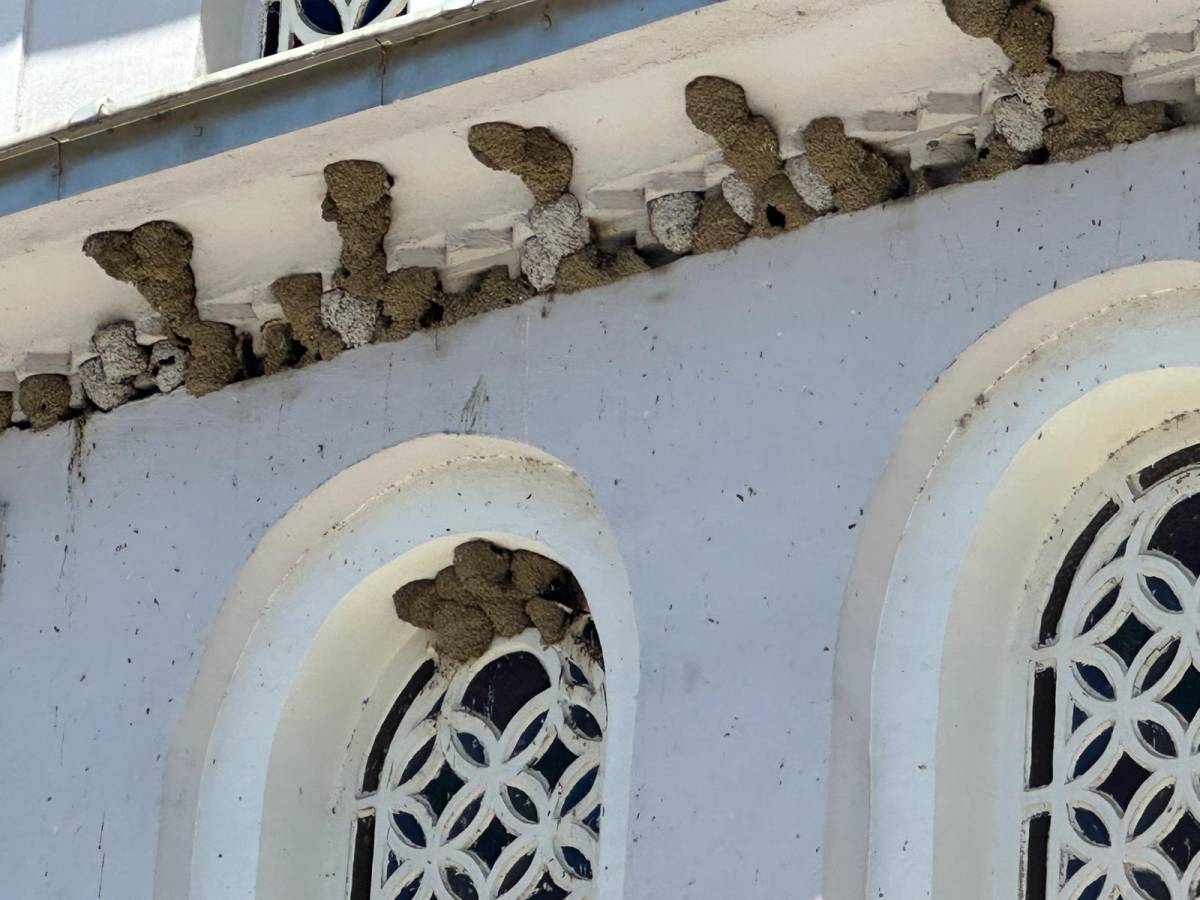 Yuvaları bozmaktan korktular; camlarını naylonla kapladılar