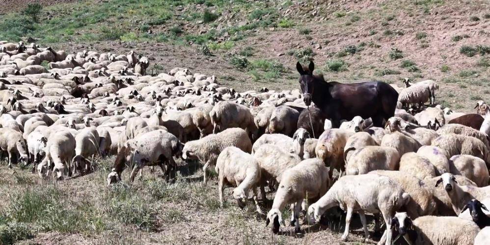 Tunceli'de yayla ücretinin hayvan başına 3 bin lira olması önlendi: 28 lira oldu