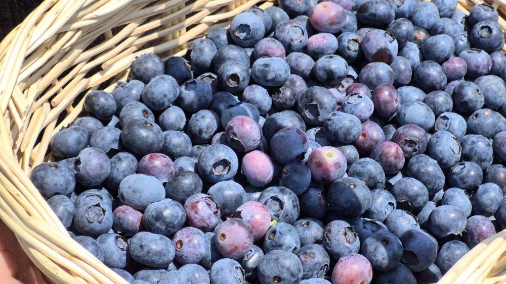 Fındığa alternatif buldu; 60 dönümde yaban mersini üretiyor