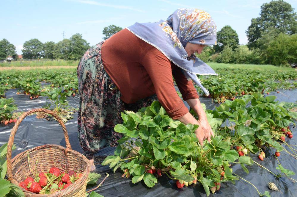 Çilek üretimini 2 dönümden 42 dönüme çıkardı; yok satıyor