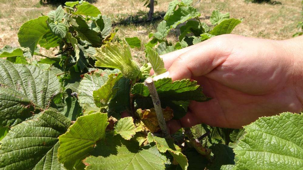 Ordulu arkadaşları önerdi Yozgat'ta fındık bahçesi kurdu