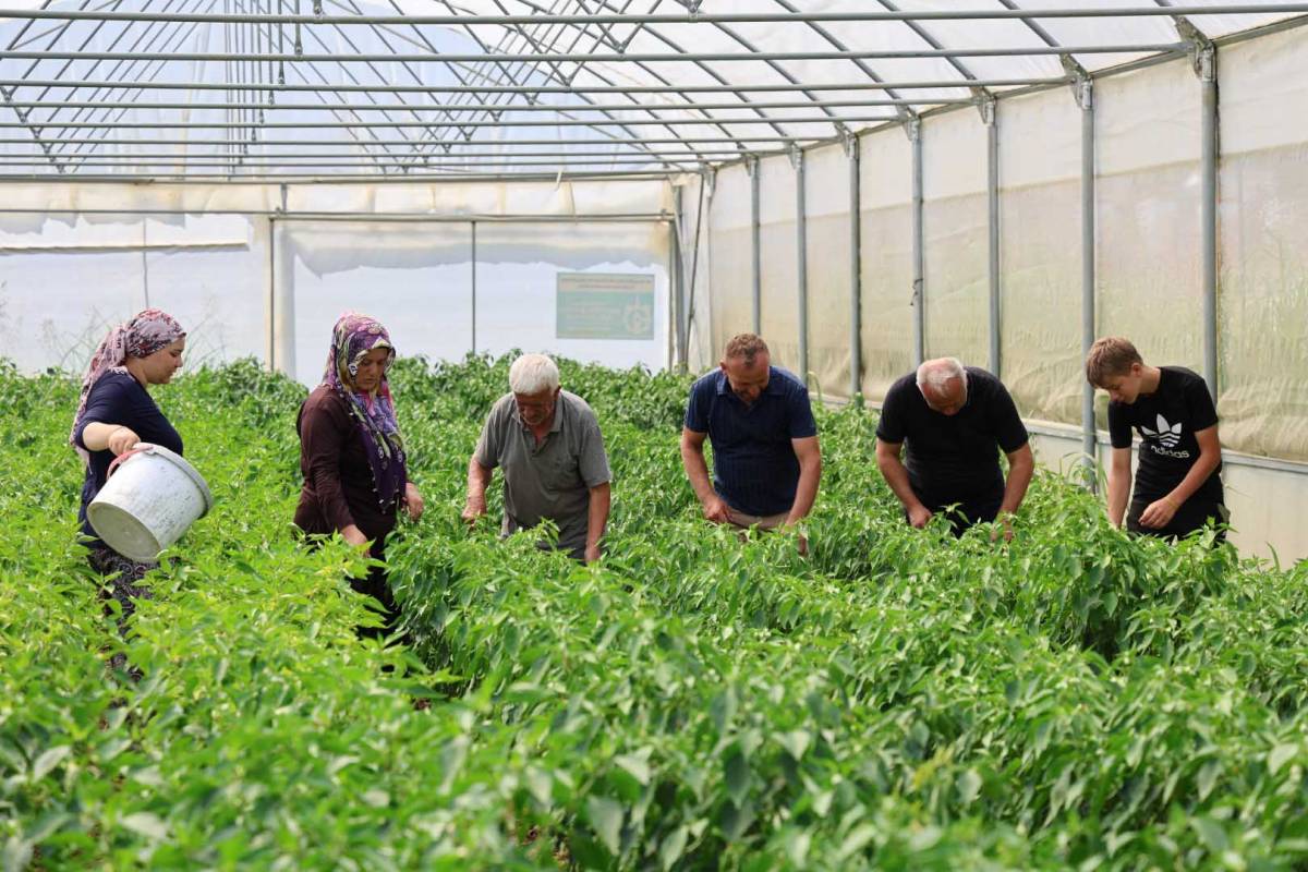 Kocaeli'de hibeli seralarda hasat başladı; verim güzel