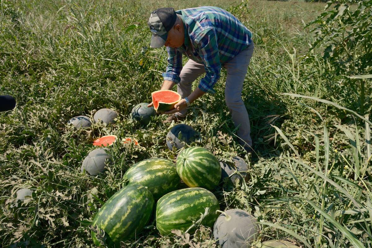 Tonlarca karpuzu tarlada kalmıştı bir yıldır karpuz yemiyor