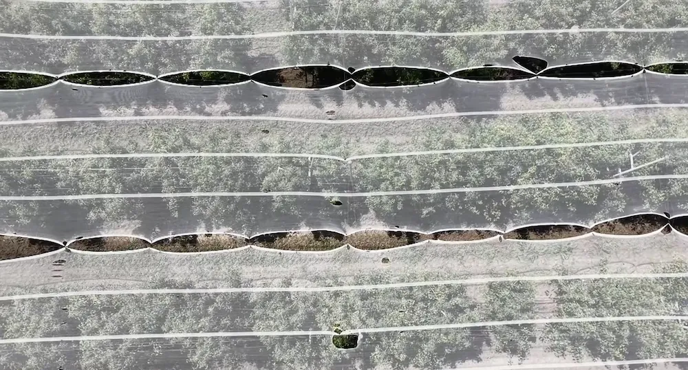 Bursa'da çiftçinin dolu kabusuna fileli önlem
