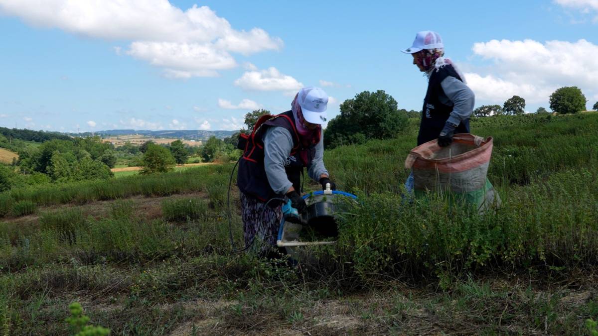 Kocaeli'de alım garantili kekiklerden antioksidan yapılıyor